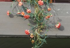 Dianthus caryophyllus