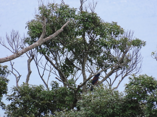 Lidth's Jay (Garrulus lidthi)