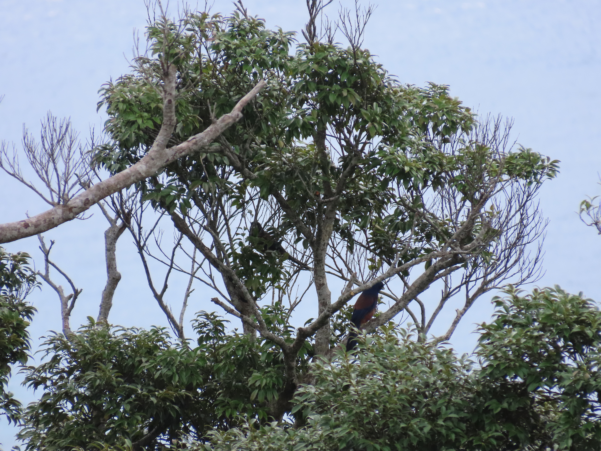 Lidth's Jay (Garrulus lidthi), photo 1