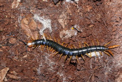 Cormocephalus westwoodi