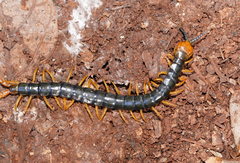 Cormocephalus westwoodi