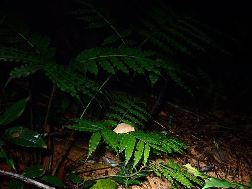 Usambara Stumptail Chameleon, Rhampholeon temporalis