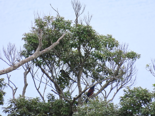Lidth's Jay (Garrulus lidthi), photo 2