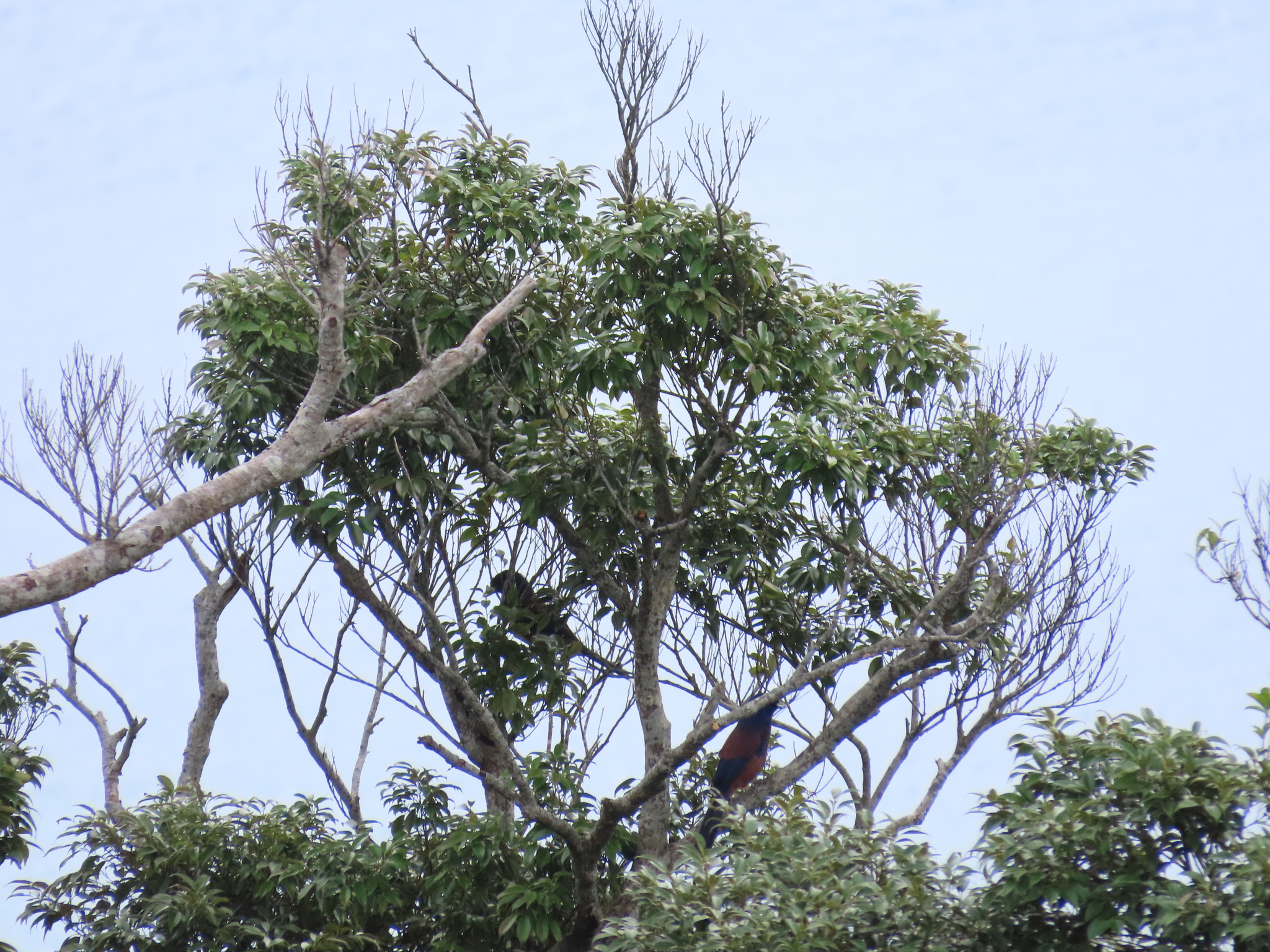 Lidth's Jay (Garrulus lidthi), photo 2