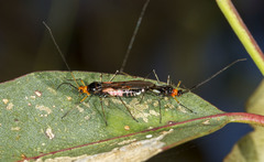 Rayieria basifer