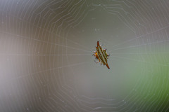 Gasteracantha frontata