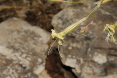 Silene spinescens