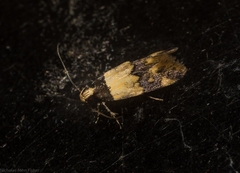 Macrobathra hamaxitodes