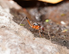 Leptomyrmex cnemidatus
