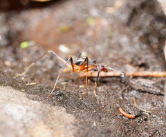Leptomyrmex cnemidatus