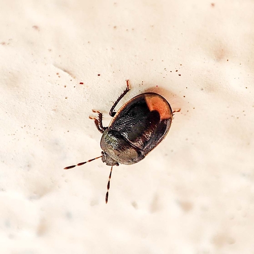 Bordered Shieldbug