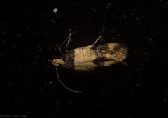 Macrobathra hamaxitodes