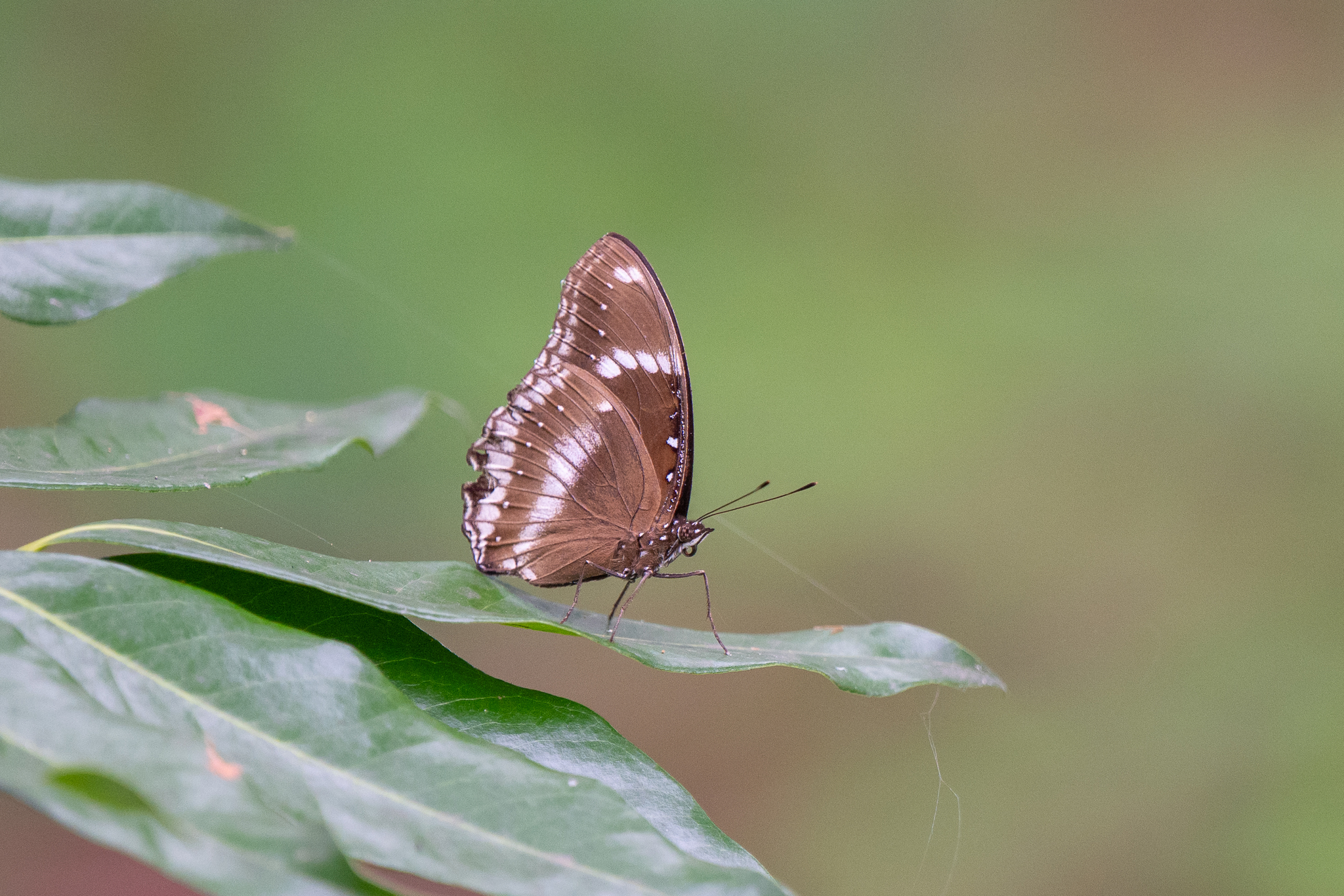 Great Eggfly