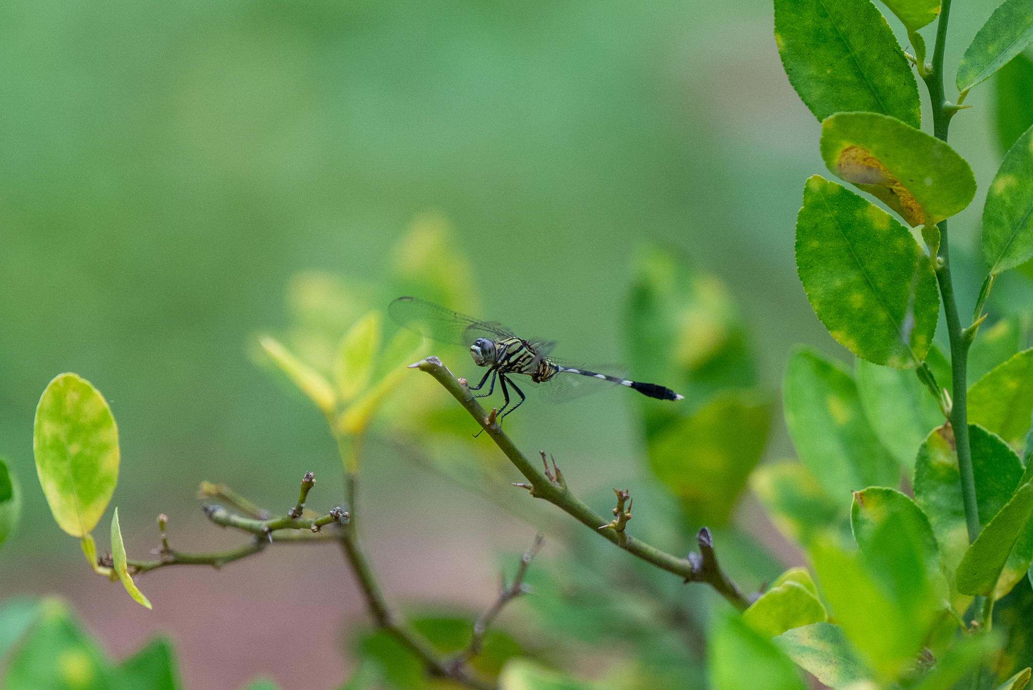 Slender Skimmer