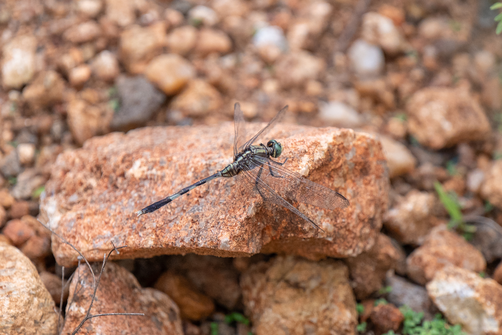 Slender Skimmer