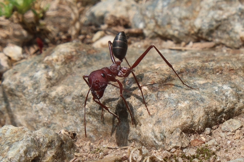 Nodal Desert Ant