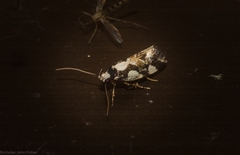 Machetis aphrobola