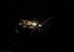 Machetis aphrobola