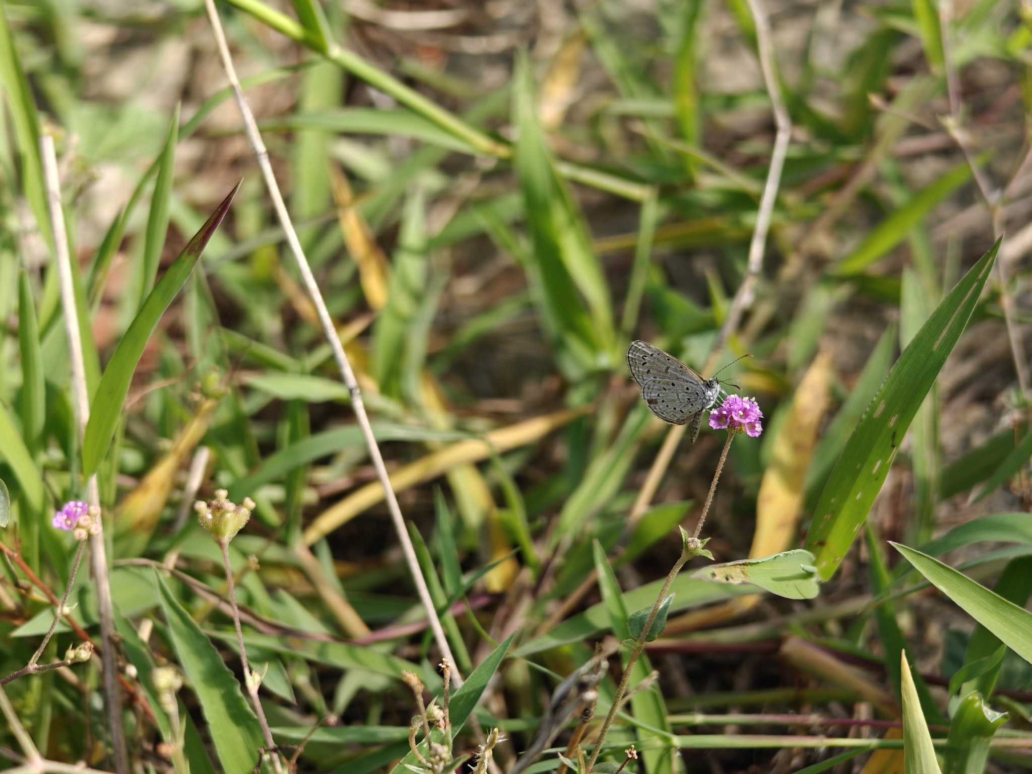 Tiny Grass Blue