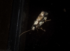 Machetis aphrobola