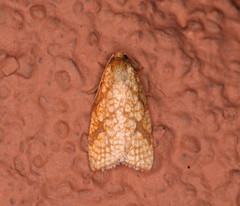 Dorithia trigonana