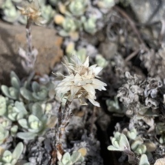 Anaphalis nepalensis