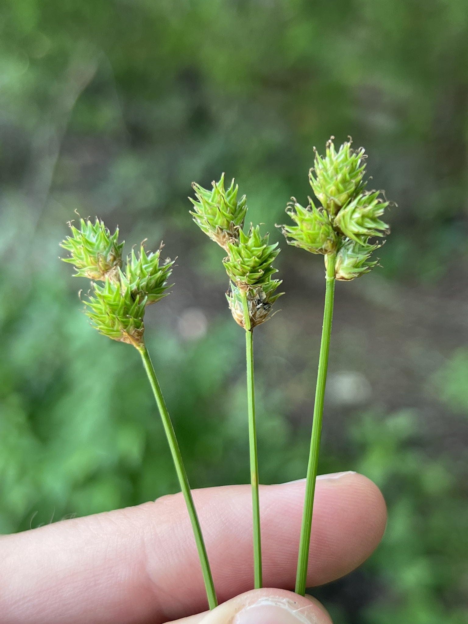 Carex molestiformis