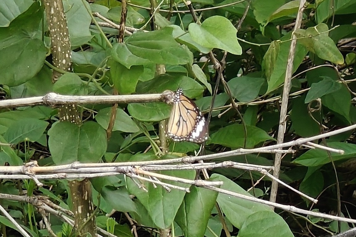 Striped Tiger