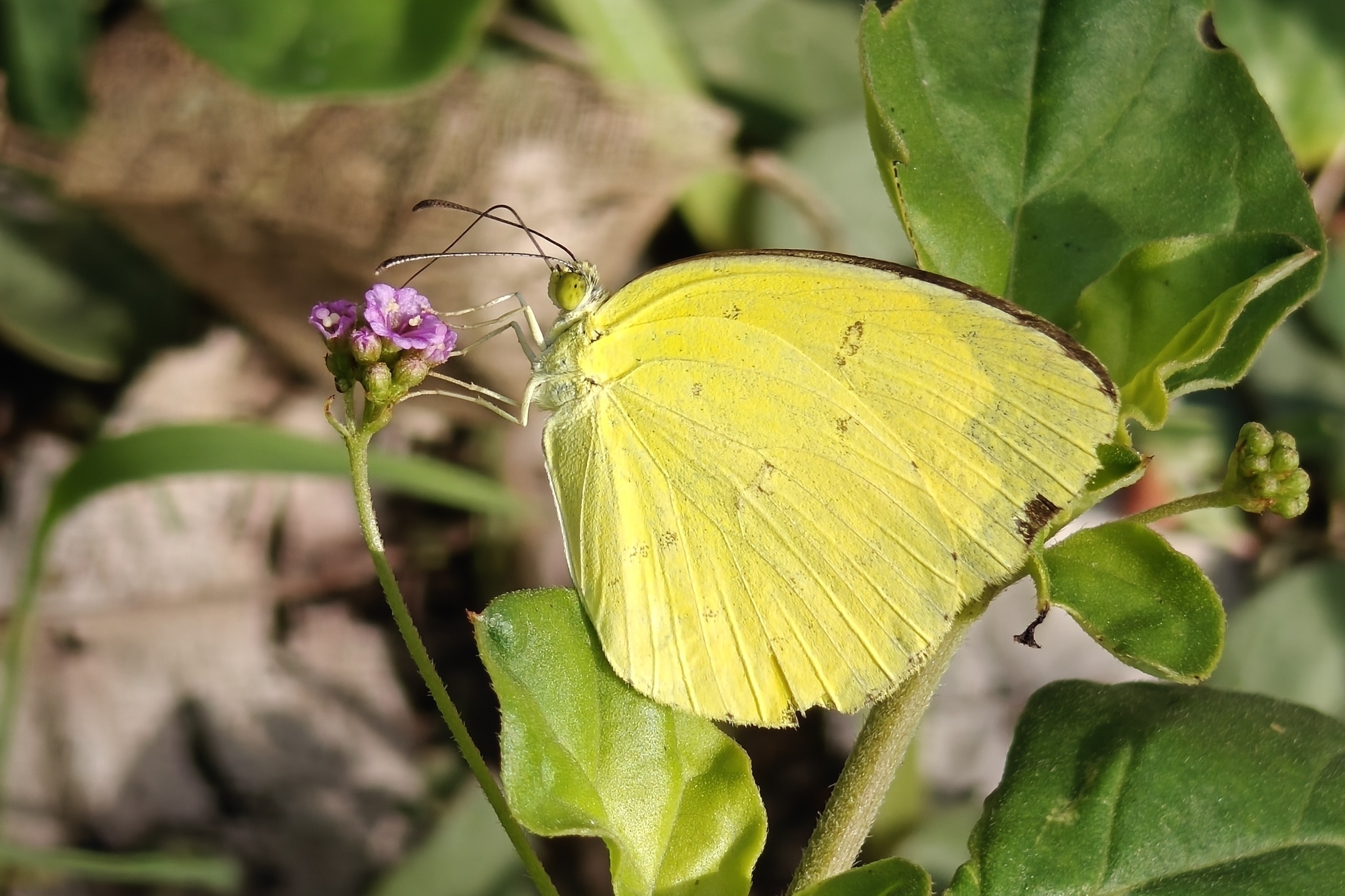 Common Grass Yellow