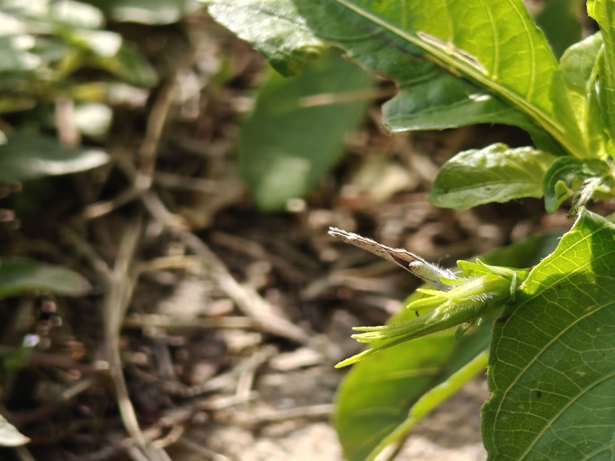 Tiny Grass Blue