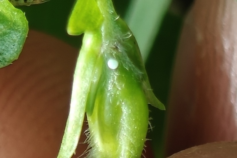 Tiny Grass Blue