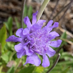 Scabiosa lacerifolia