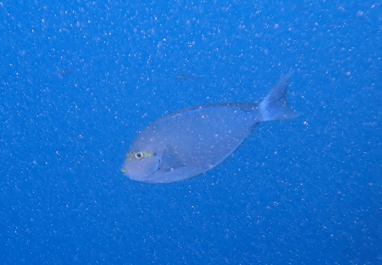 Blue-lined surgeonfish