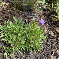 Scabiosa lacerifolia
