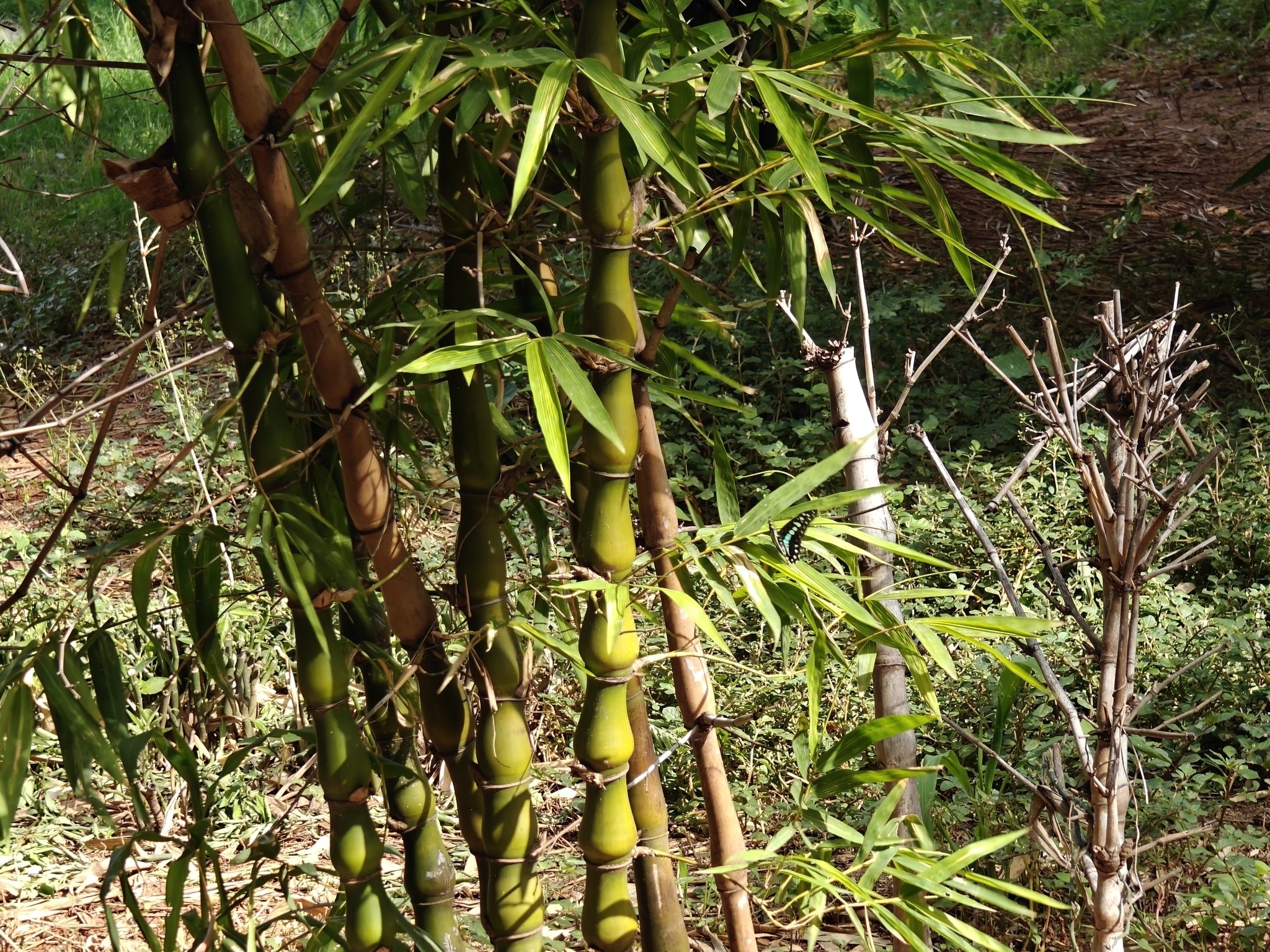 Common Jay