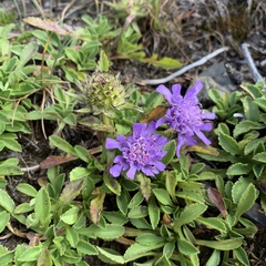Scabiosa lacerifolia