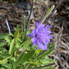 Scabiosa lacerifolia
