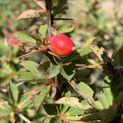 Berberis morrisonensis