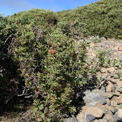 Berberis morrisonensis