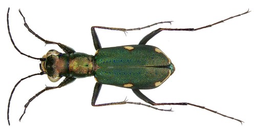 Cliff Tiger Beetle