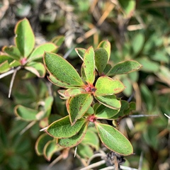 Berberis morrisonensis