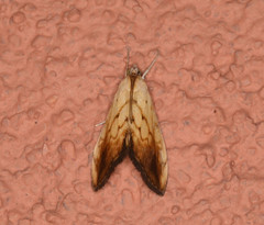 Evergestis consimilis