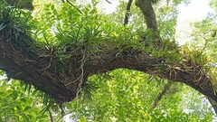 Sickle Vanda (Vanda falcata)