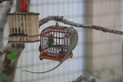 Wang’s Garden Lizard