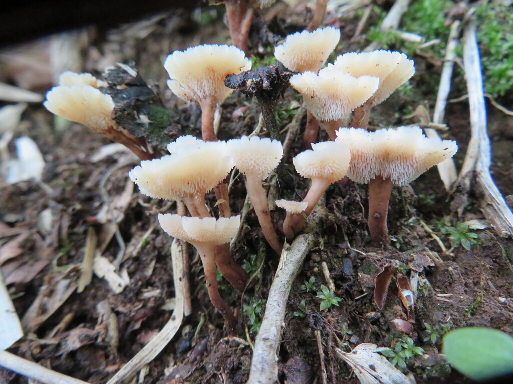 Auriscalpium flabellatum