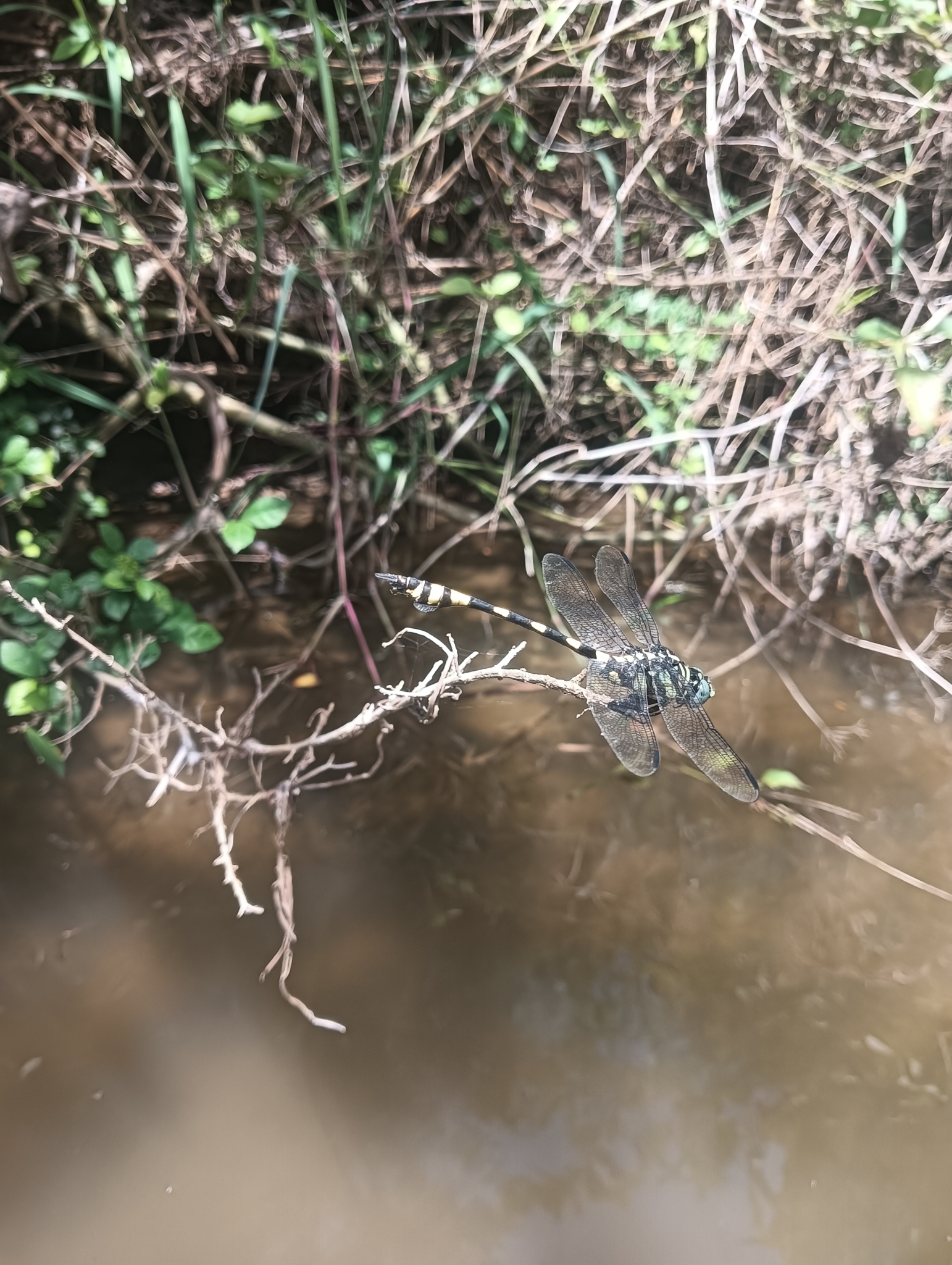 Indian Common Clubtail