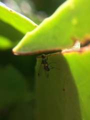 Sepsidae