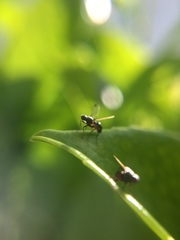 Sepsidae