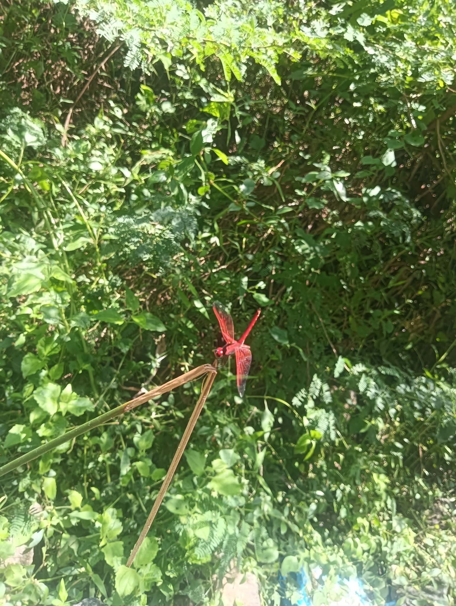 Crimson Marsh Glider
