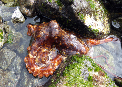 Octopus tetricus